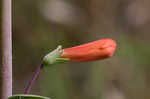 Scarlet beardtongue